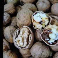 گردو درجه یک