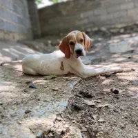 پوینتر انگلیس و المان|سگ|گلی داغ, |دیوار