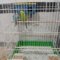 مرغ عشق مولد دست باز