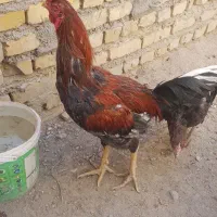 خروس لاری بدن دار|حیوانات مزرعه|مشهد, چهاربرج|دیوار