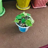 فروش گل های طبیعی|گل و گیاه طبیعی|شهرکرد, |دیوار