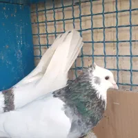 کفتر|پرنده|مشکیندشت, |دیوار