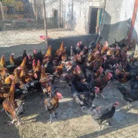 جوجه خروس محلی