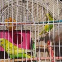 مرغ عشق هلندی