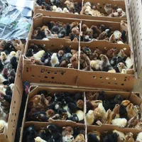 جوجه محلی و رنگی|حیوانات مزرعه|شوشتر, |دیوار