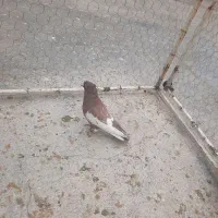 سینه سرخ رنگ یه تیکه و چنتا بزن خوب بشرط