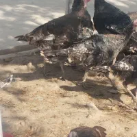 هشتدر خان|حیوانات مزرعه|کشاورز, |دیوار