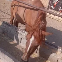 اسب کرد دره شور