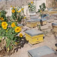 قیمت ،2200