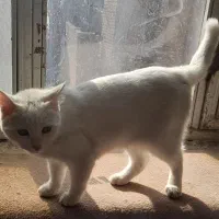 گربه|گربه|زرند, |دیوار