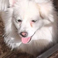 سگ پامر ماده|سگ|سبزوار, باهنر|دیوار