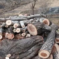 هرس وبرش درختان خشک فرسوده