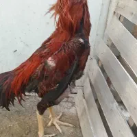 خروس لاری اصیل