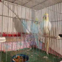 عروس هلندی خانگی در عجبشیر