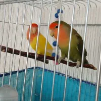 جفت برزیلی خوشکل و سرحال
