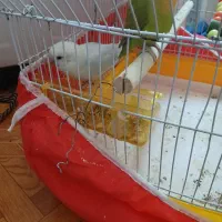 طوطی برزیلی|پرنده|اسلامآباد غرب, |دیوار