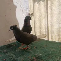 دم سفید درجه یک