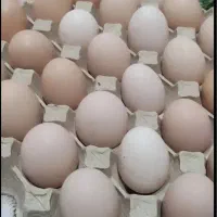 تخم مرغ محلی و ارگانیک