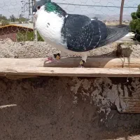 نر شیرازی کلایی