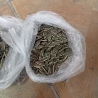تخمه تم داره تازه
