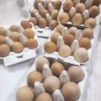 تخم مرغ محلی رسمی زرده طلا تازه و طبیعی قم|خوردنی و آشامیدنی|قم, کلهری|دیوار