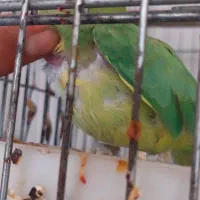 طوطی ملنگو|پرنده|نقده, |دیوار