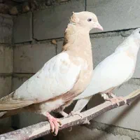 جفت کبوتر زرد|پرنده|سلماس, |دیوار