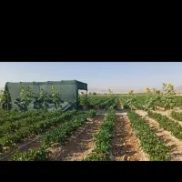 فلفل دلمه بوته ای|خوردنی و آشامیدنی|مشهد, ادیب نیشابوری (شهرک غرب)|دیوار