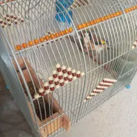 سهره سرسیاه و دورگ ماده|پرنده|شیراز, شاهچراغ|دیوار