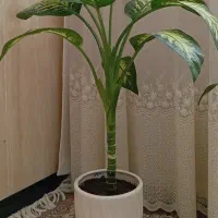 گل های طبیعی ـ مناسب دکور و هدیه
