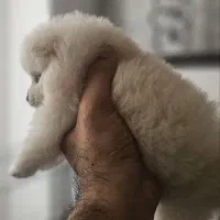 پامرانیان ( پامر ) خرسی|سگ|رشت, بلوار گیلان|دیوار