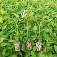 نشا گوجه دانه ای ۱۶۰۰ تومن