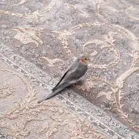 عروس هلندی آرام وسرحال