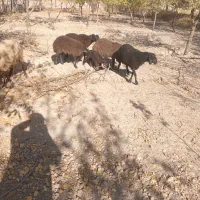 بره نر و ماده همو هترو برای اصلاح نژاد چند قلو زا|حیوانات مزرعه|تفرش, |دیوار