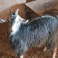 بزغاله ماده چاق ویکی گله ای