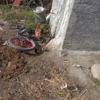 یک مرغ با 10جوجه محلی قیمت 1200000|حیوانات مزرعه|گرگان, |دیوار