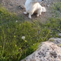 سگ.|سگ|مسجد سلیمان, |دیوار