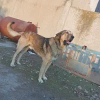 واگذاری سگ پژدر اصل