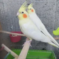 عروس پاریس هلندی|پرنده|اهواز, گلدشت|دیوار