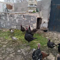 نرو ماده بقلمون