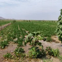 آزادوار - ۹ هکتار زمین با ۲۴ ساعت آب چاه عمیق