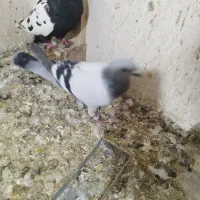 15عدد پلاکی دورگ بهبهانی|پرنده|داراب, |دیوار