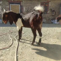 بز کاموری و پطیری|حیوانات مزرعه|سراوان, |دیوار