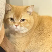 گربه بریتیش مو کوتاه