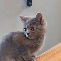 بریتیش چشم نارنجی