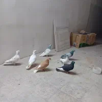 پرنده