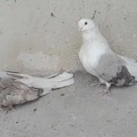 فروش جفت تهرونی کشیده|پرنده|خورموج, |دیوار