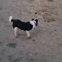 سگ قهدرجونی