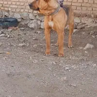لاس سرابی