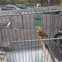 سهره قناری رنگ سرخ